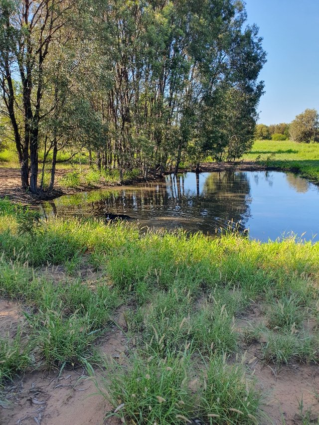 Water bordered by trees and grass
