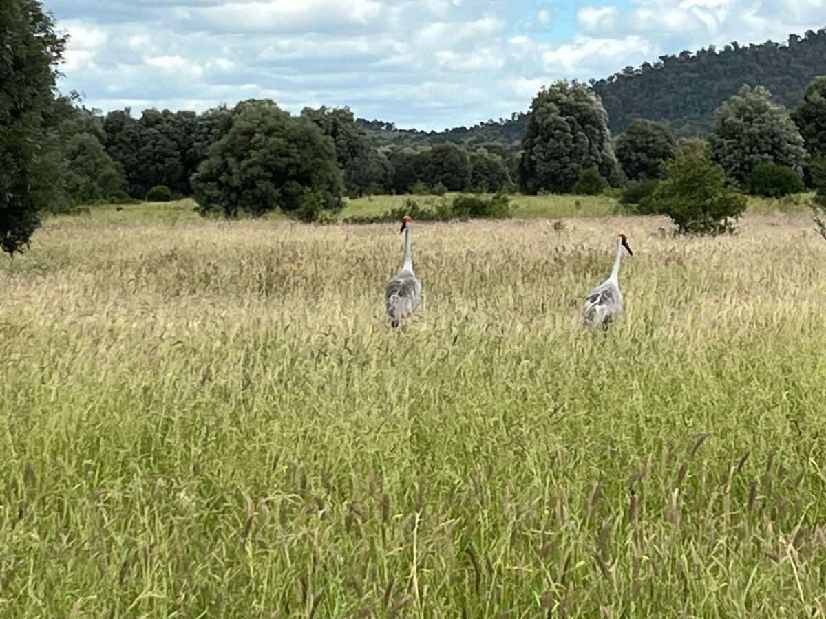 Two cranes standing in tall regenerating grass, with trees and hills behind